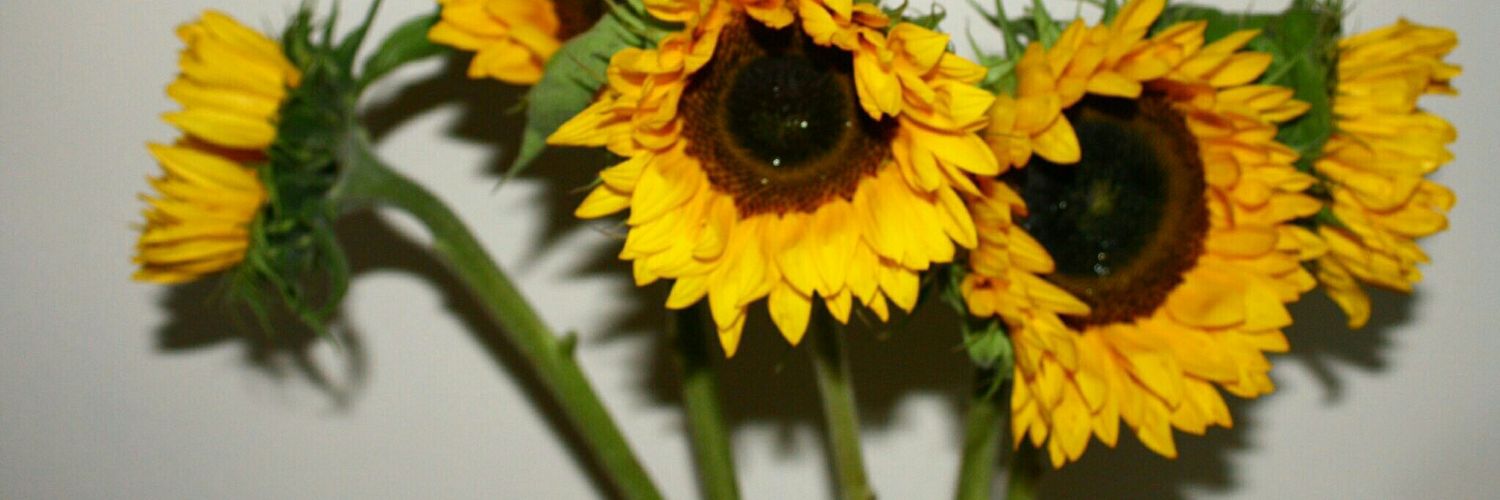 alezurim's profile banner image