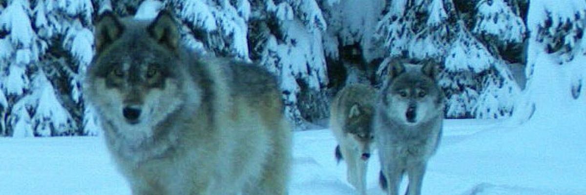 Salvasn's profile banner image