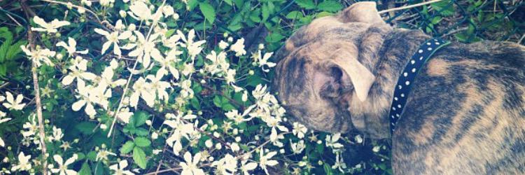 Danasian_'s profile banner image