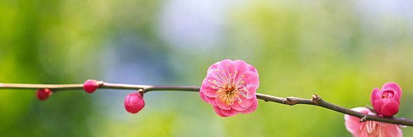 SAKO43049684's profile banner image