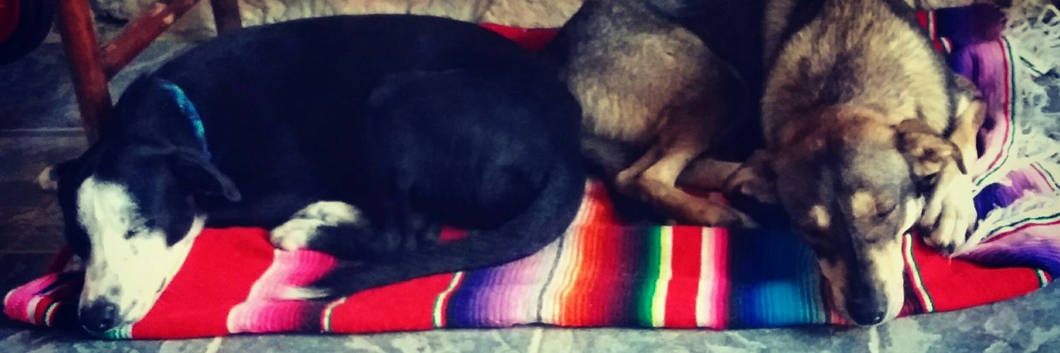 emily verdeyen banner