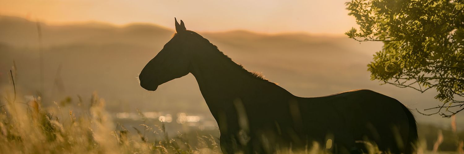 CTatinclaux's profile banner image