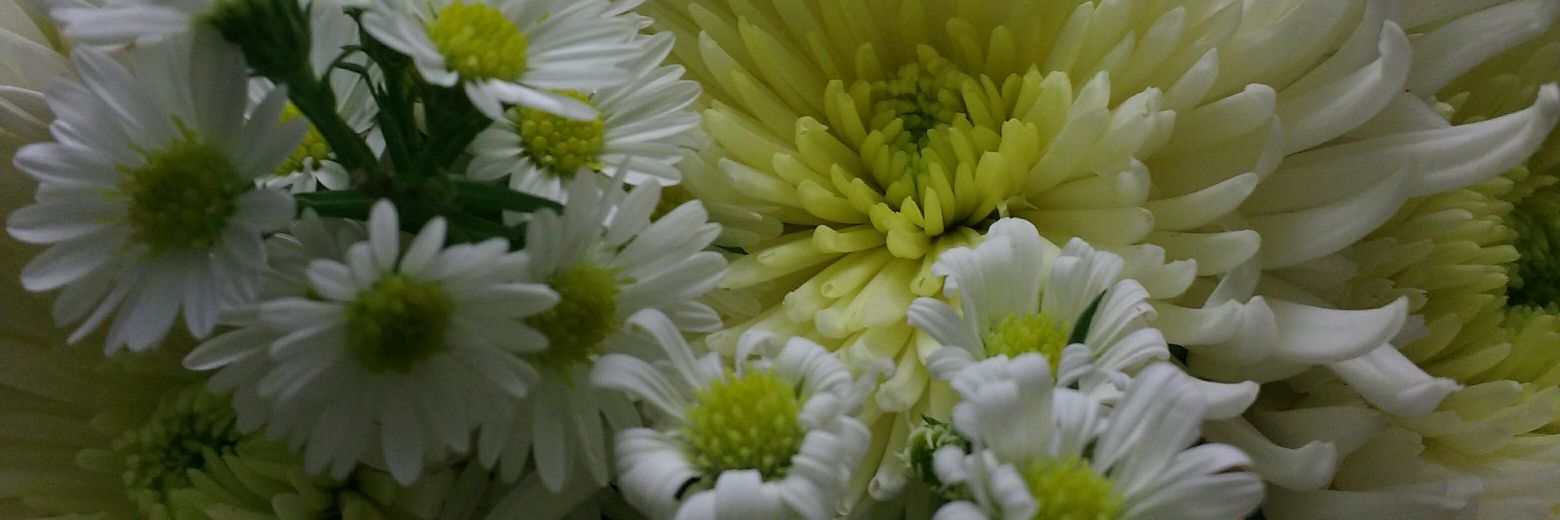 torinjilla's profile banner image