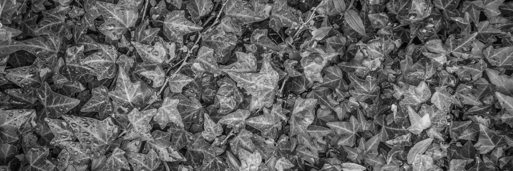 The Charles MacPherson Academy banner