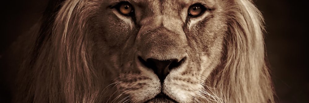 CoachQ4's profile banner image