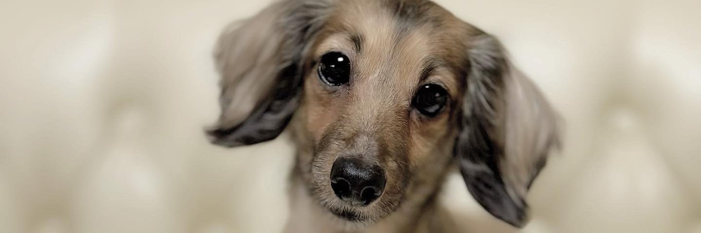 Kshi1331's profile banner image