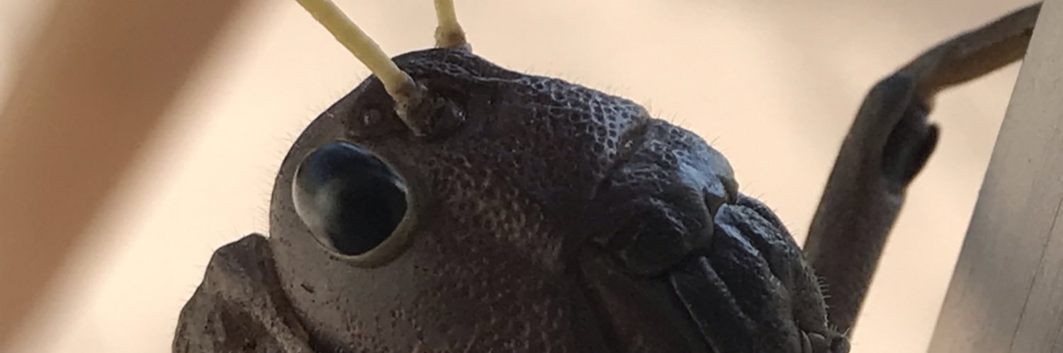 santivig's profile banner image