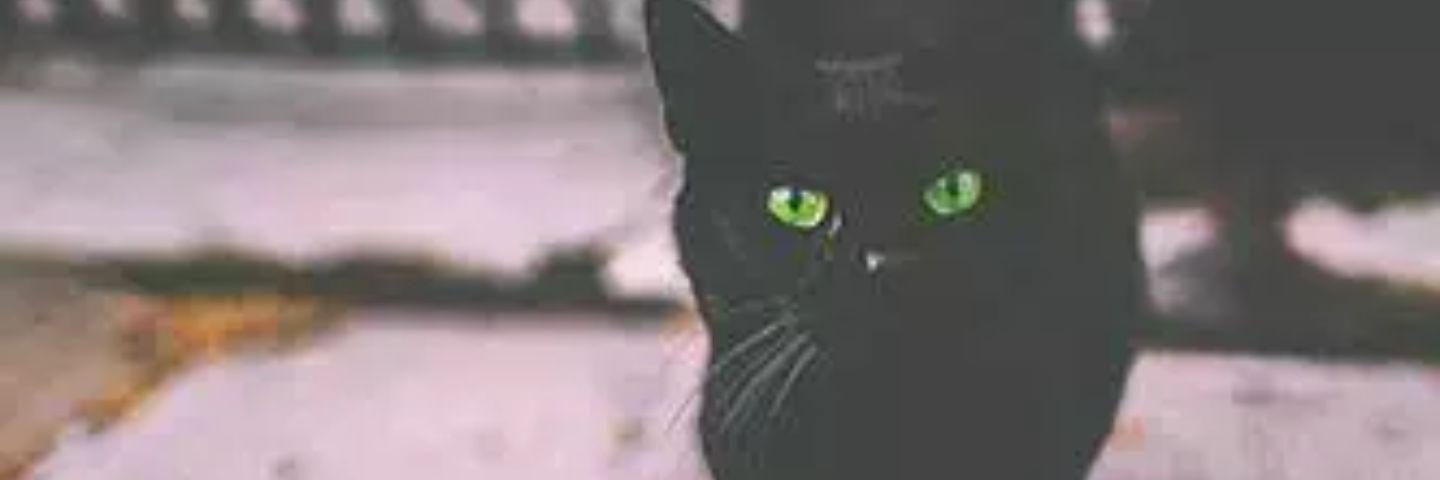 FOZH_S's profile banner image