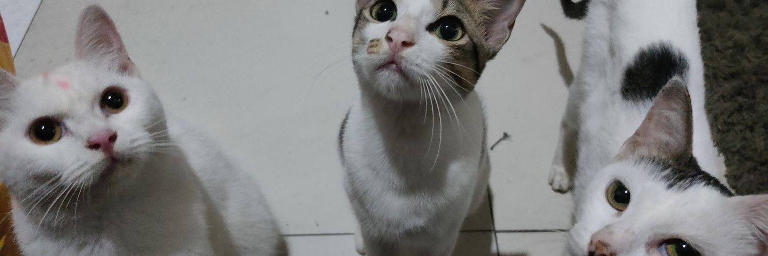 mikittysoftpaws's profile banner image
