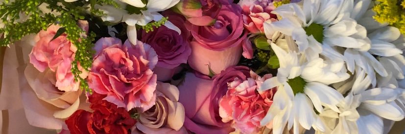mandragoraal's profile banner image