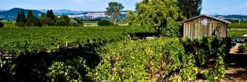Longboard Vineyards banner