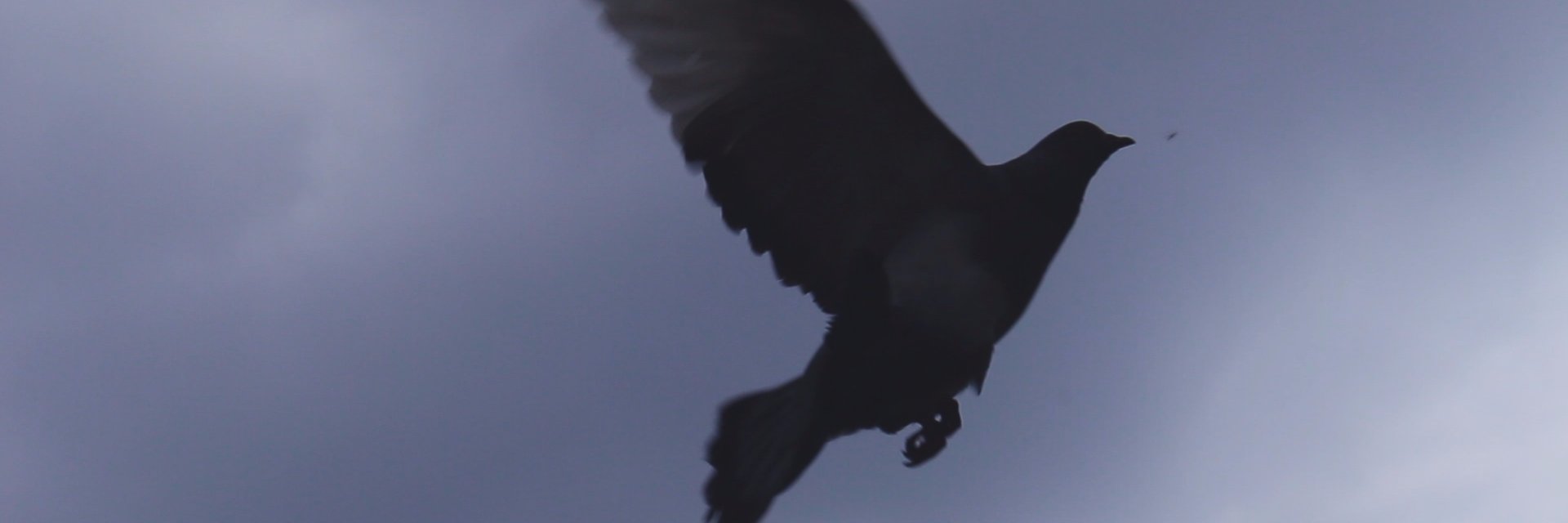 DGrenander's profile banner image