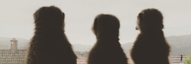 A&SAnimalEncounters banner