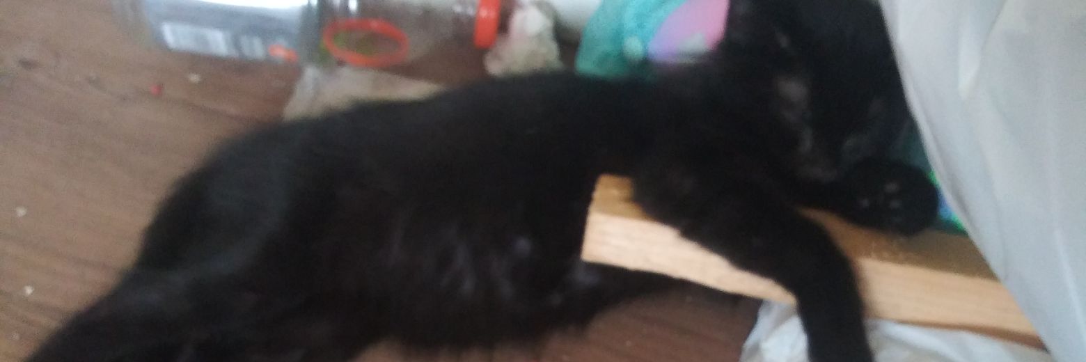 evilwitch25's profile banner image