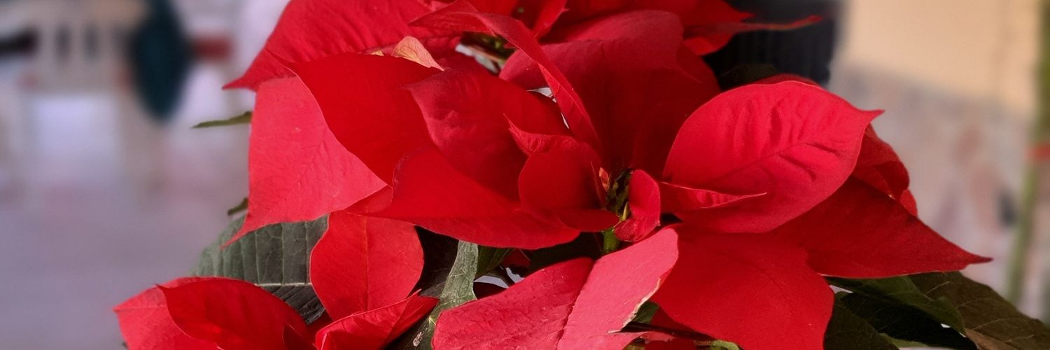 omartadeoqueche's profile banner image