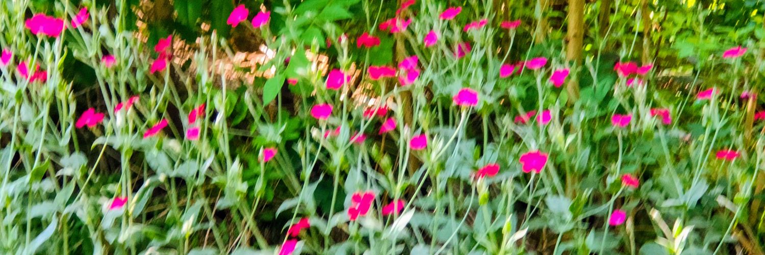 BeverMarleen's profile banner image