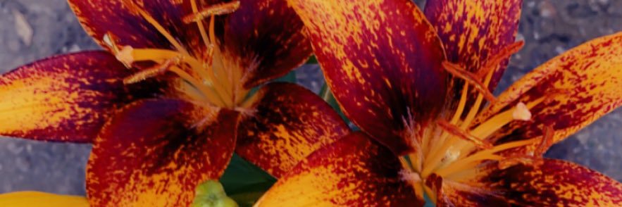 BMoreLoVee's profile banner image