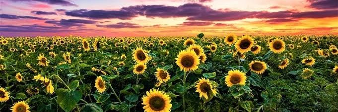 Evy 🌻 banner