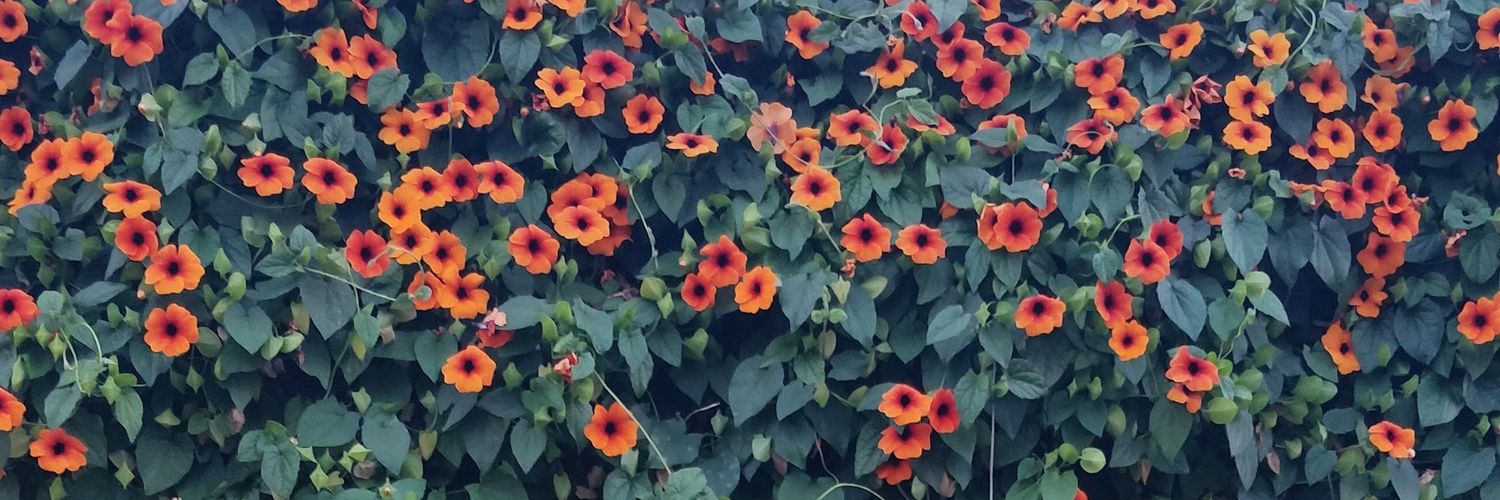 camiperezlosada's profile banner image