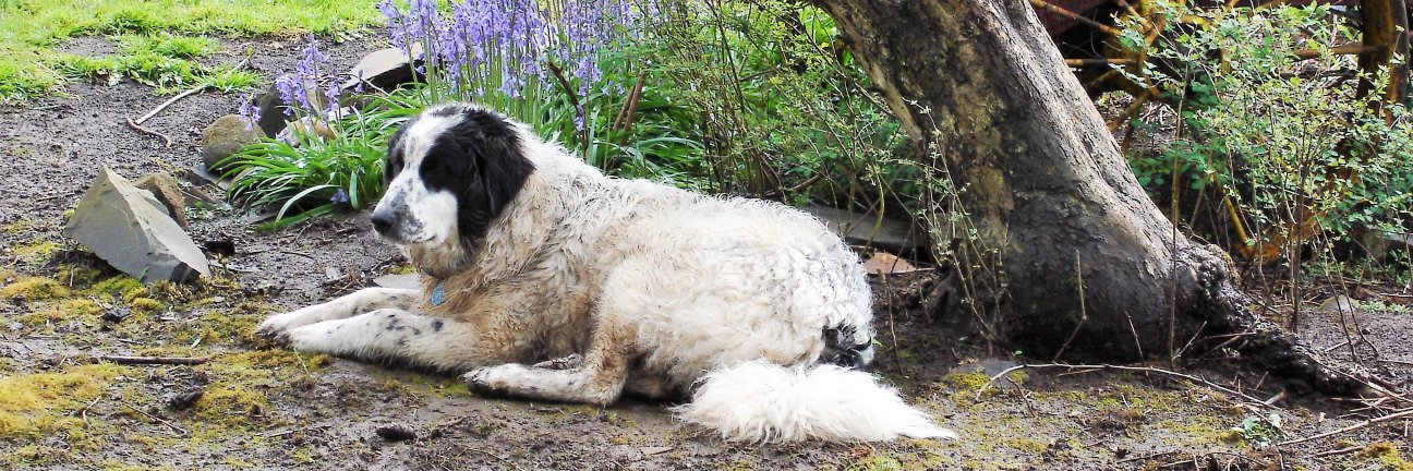 Dr.Renee McCone banner