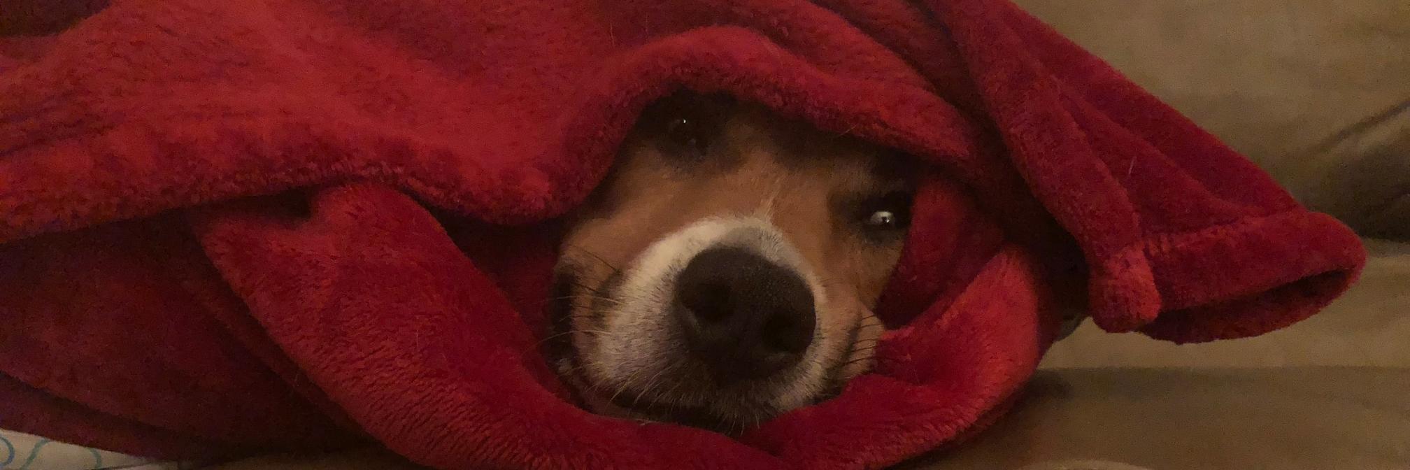 💛ChellOAG💛 banner