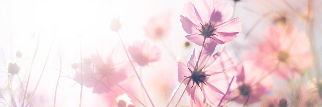 Cokes_Darling's profile banner image
