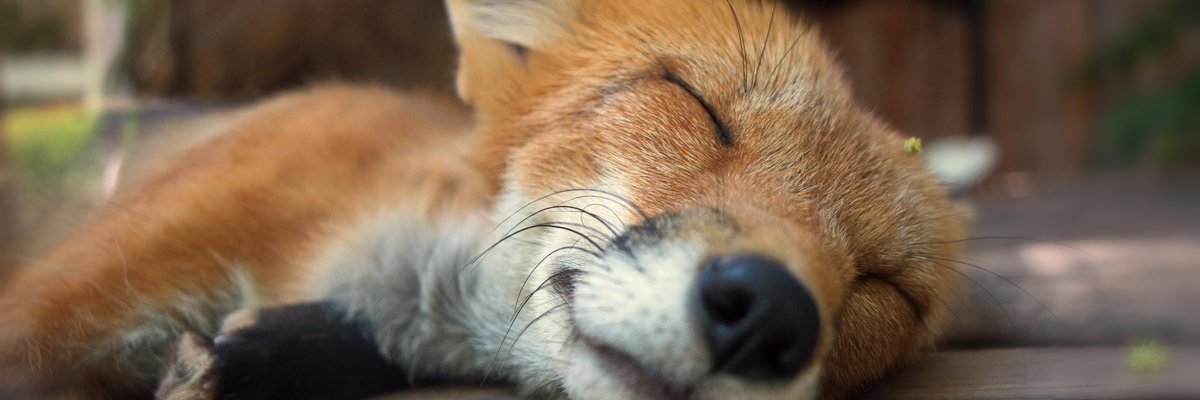 BenSniPics's profile banner image