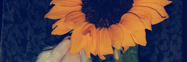 Maraalm 💜🌻 Profile Banner