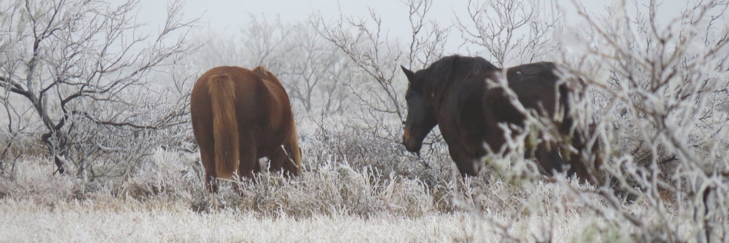 Gregg VeneKlasen DVM banner