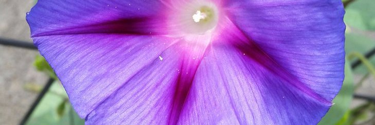 emerald8081's profile banner image