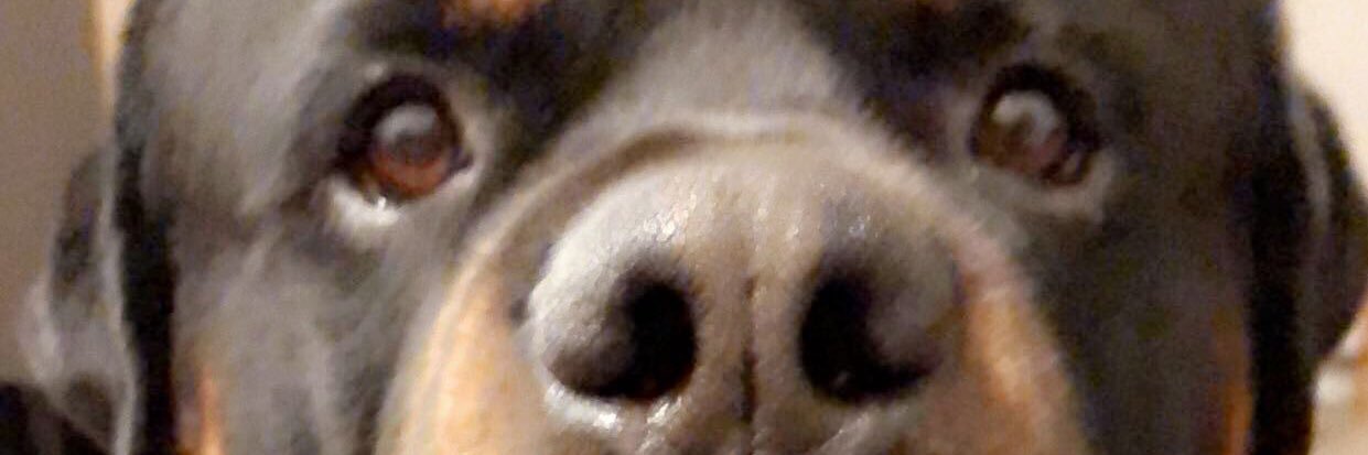 julieephamm's profile banner image