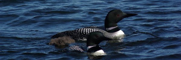 ALLUNY Profile Banner