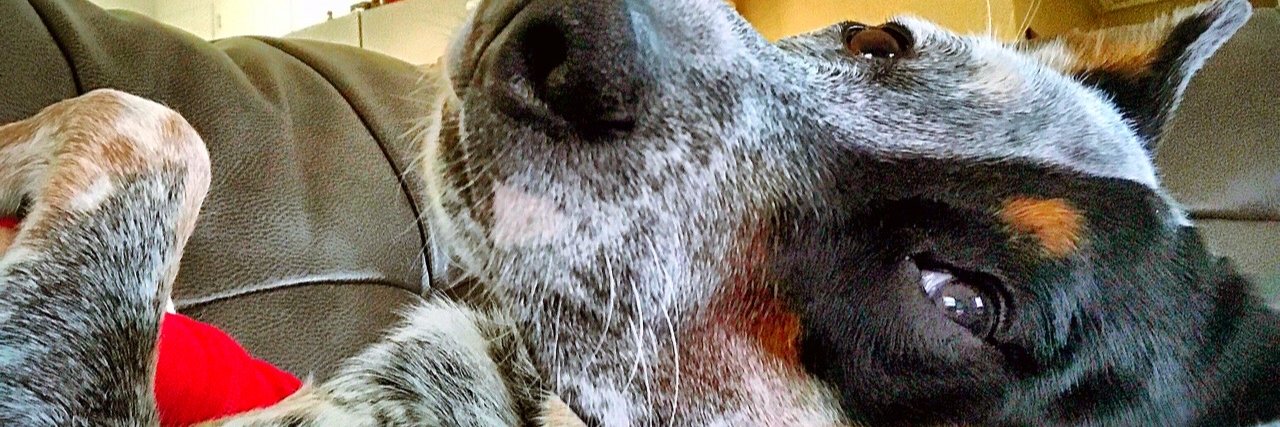 Troy ฿arnes banner