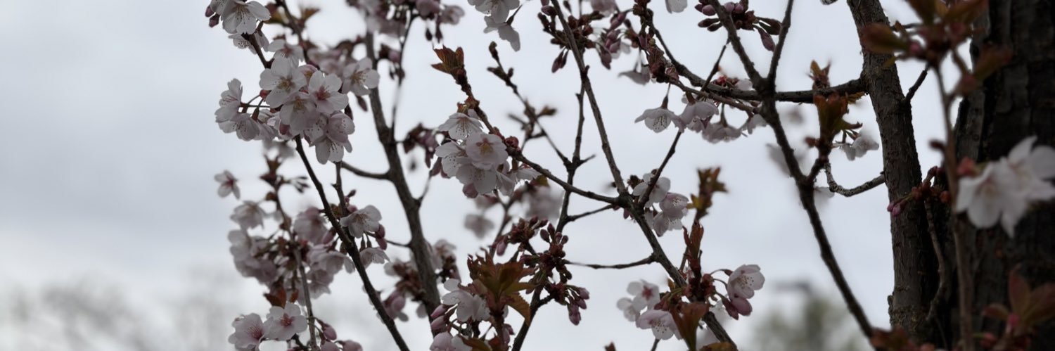 Sana Khareghani banner
