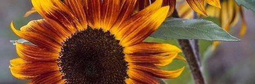 _Donaizaaa's profile banner image
