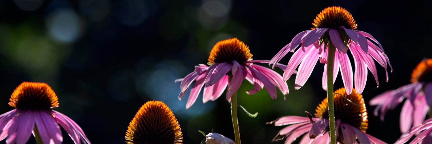 UWWRHA's profile banner image
