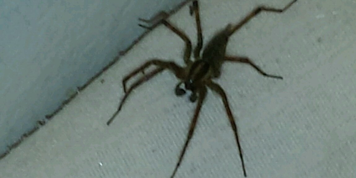 Steven Winger banner