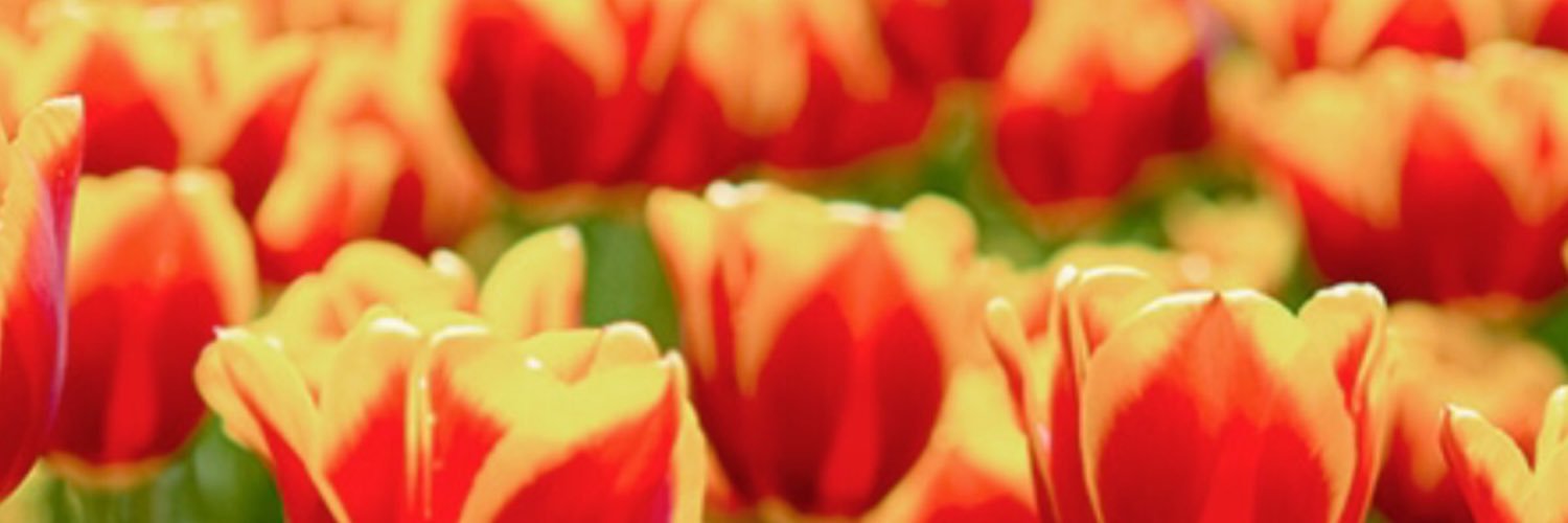 smblack_edu's profile banner image