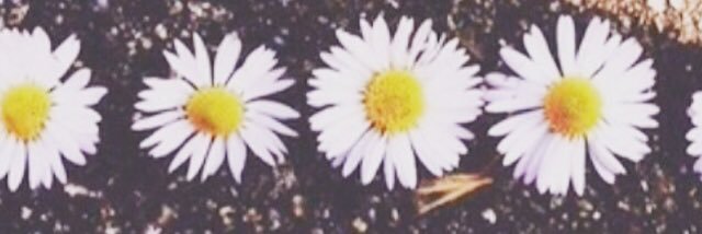 casandra4437's profile banner image