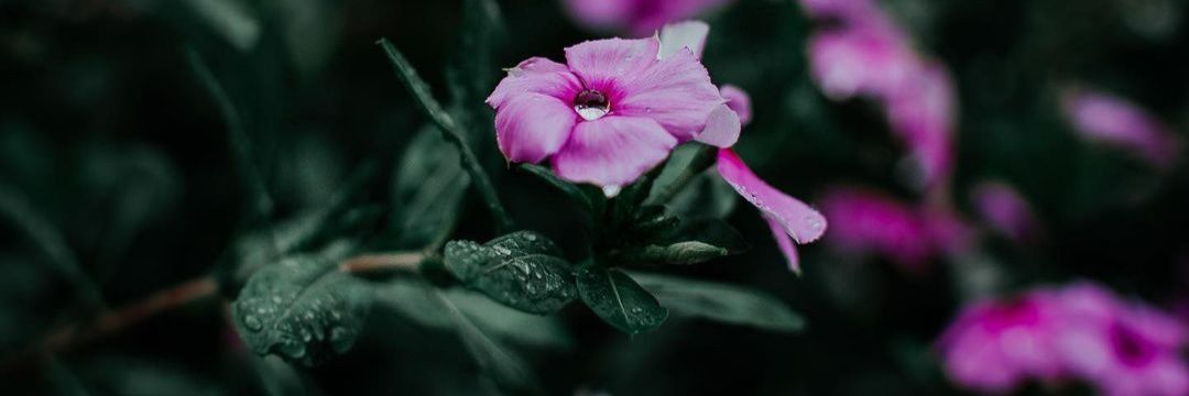 daifeernandes's profile banner image