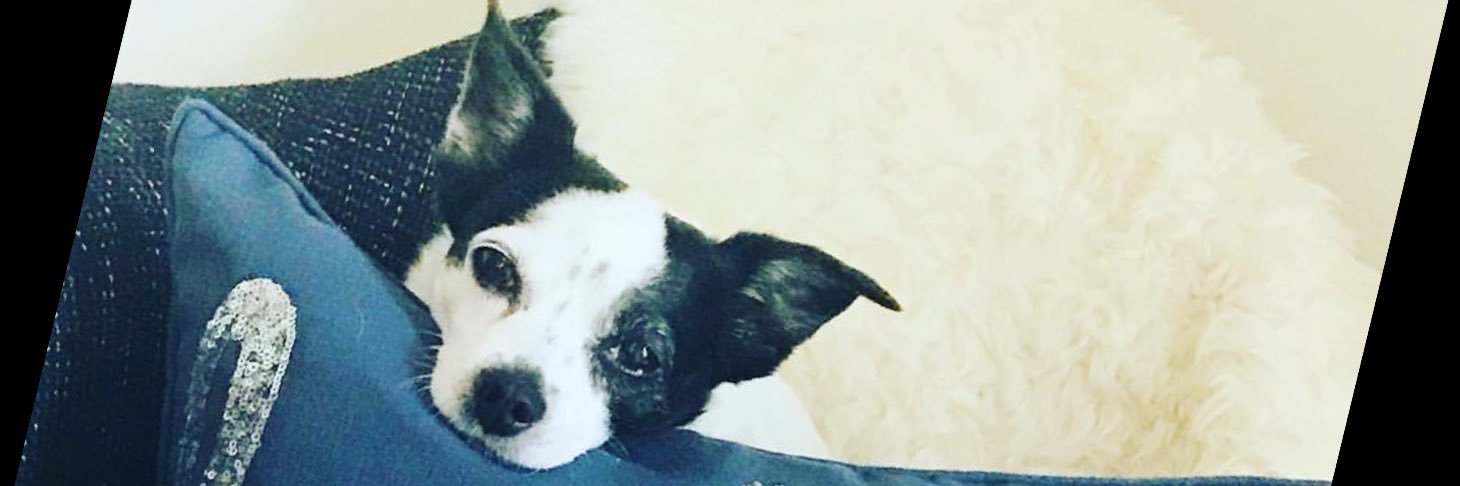 the_preppypup's profile banner image