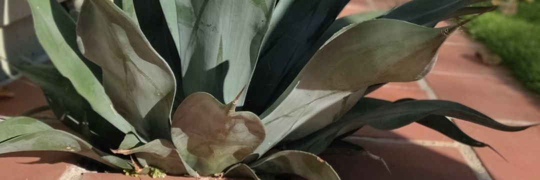 allahbenga's profile banner image