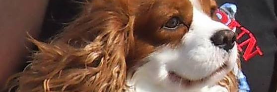 MandyAstle's profile banner image