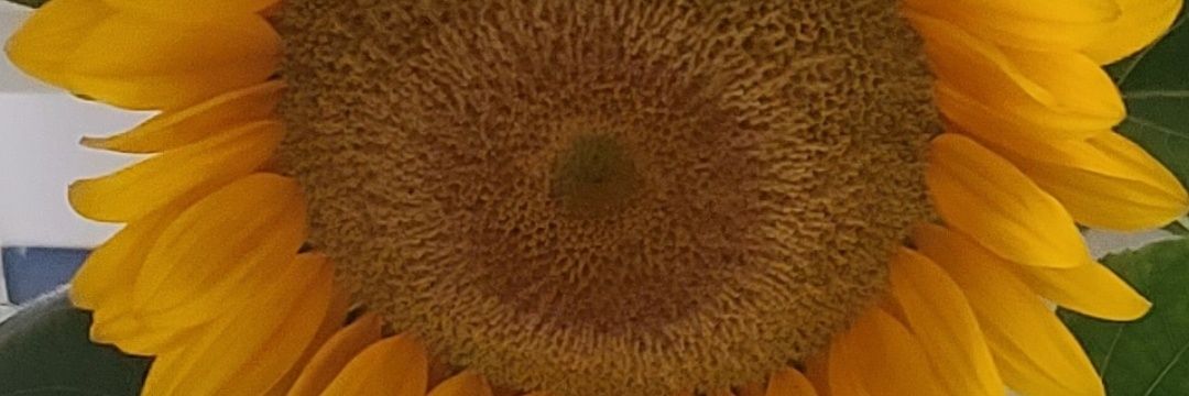 Awake and Watching banner