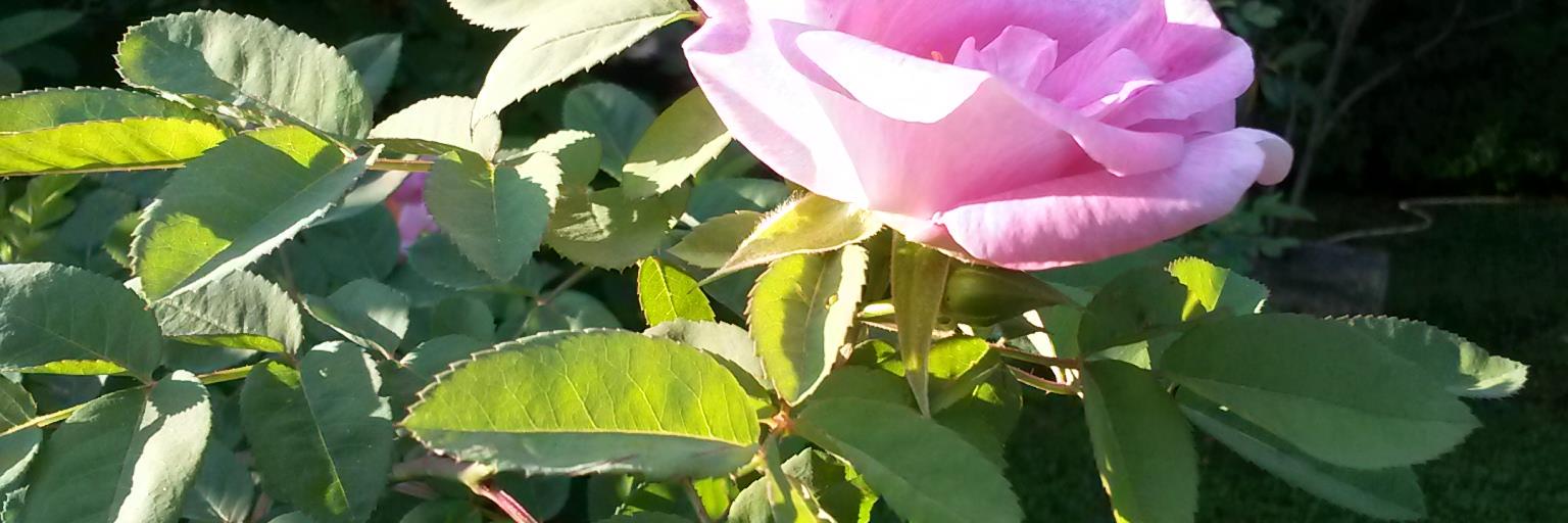 MariaLauraCanta's profile banner image