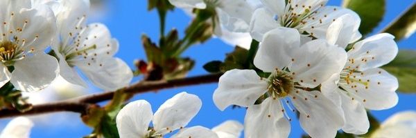 NicolinePrins's profile banner image
