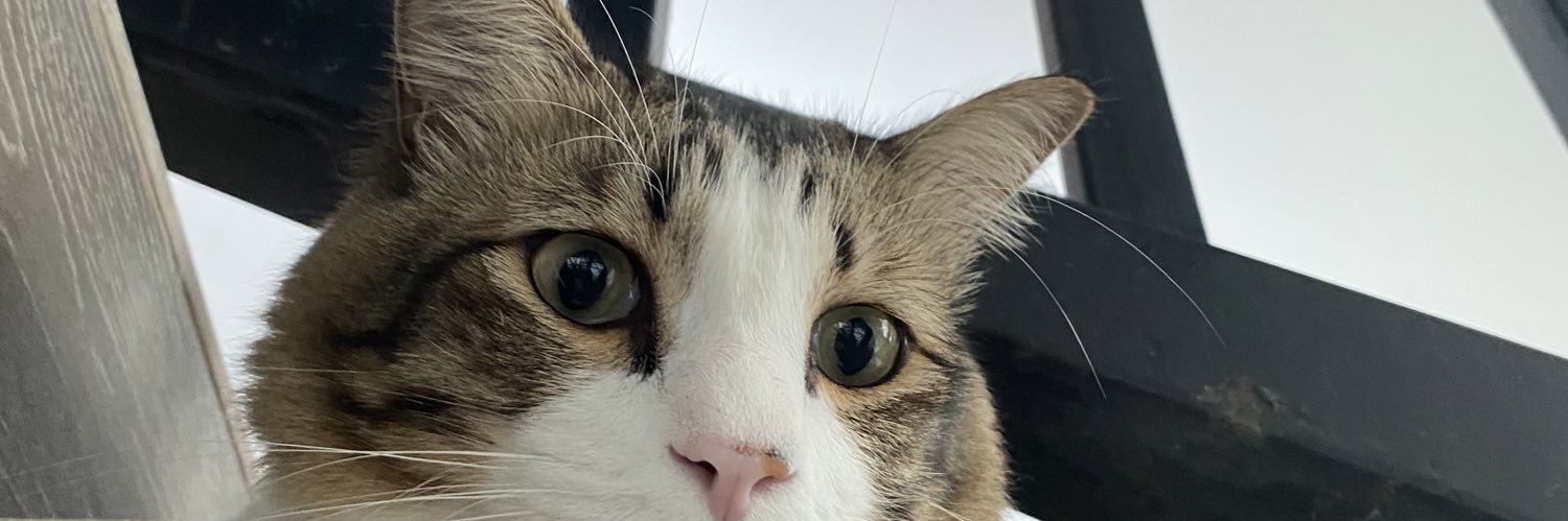 nrzhshr's profile banner image