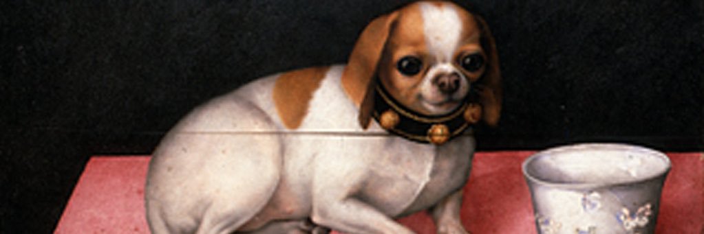 ElizaMozzillo's profile banner image
