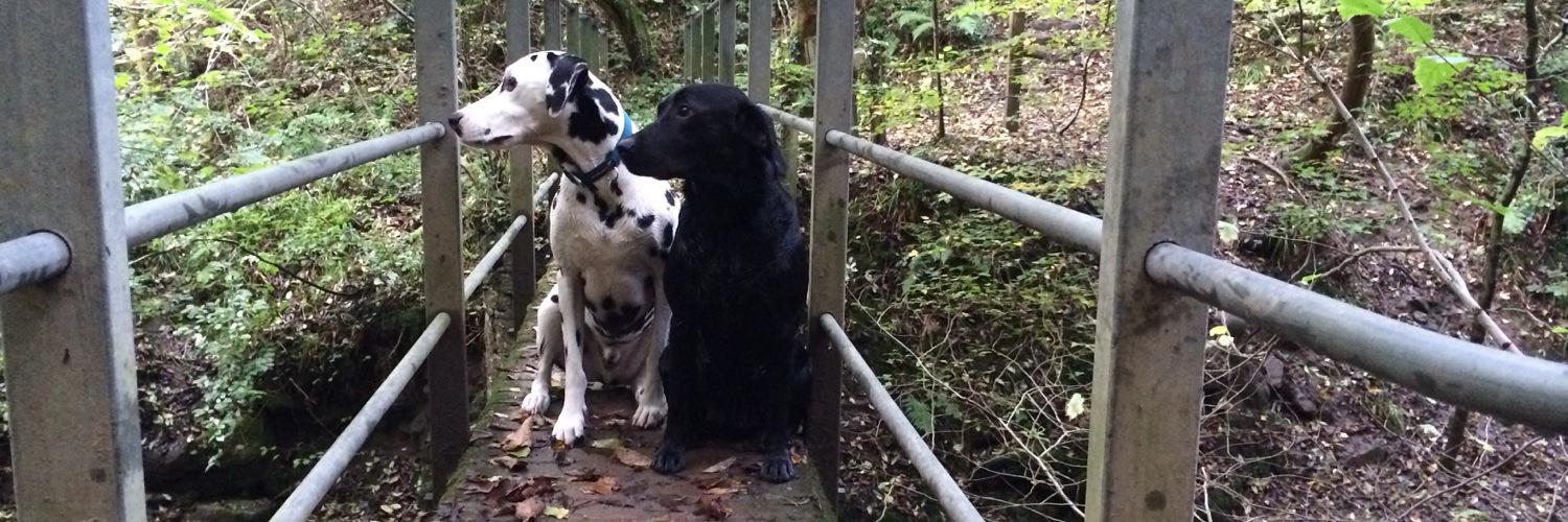 JaspersDogTweet's profile banner image