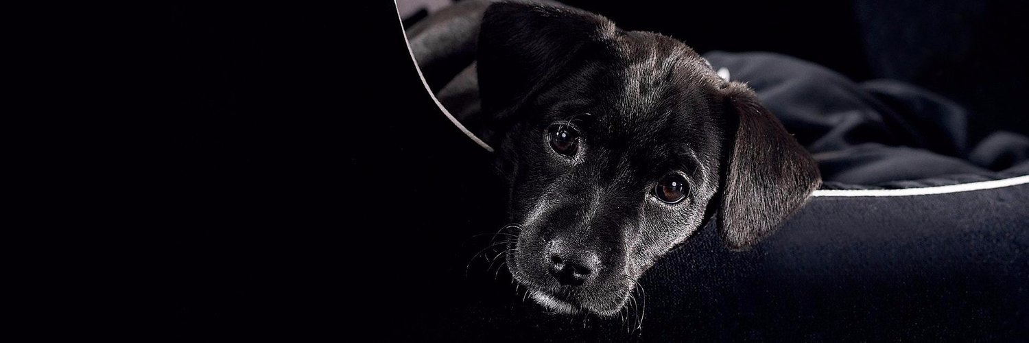 Xjitiolso's profile banner image
